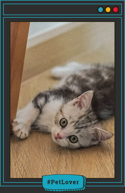 como animar a un gato deprimido